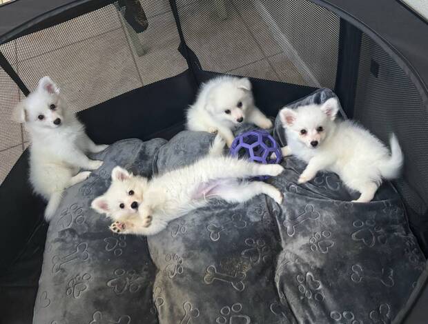 American Eskimo Dog American Eskimo Puppies