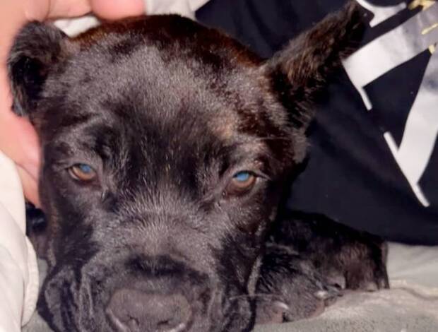 Cane Corso Cane corso rare dark brindle