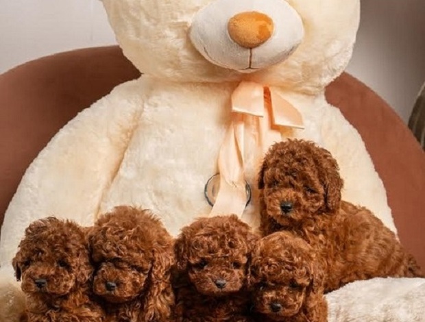 Poodle Red dwarf and toy poodles