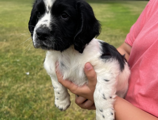 English Cocker Spaniel Pure Bred English Cocker Spaniel Puppies!