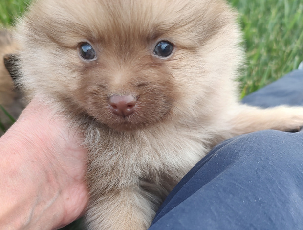 Pomeranian Pomeranian puppies