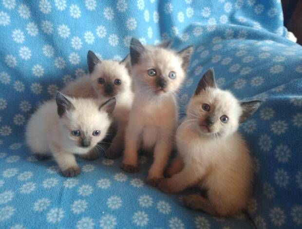 Siamese Purebred Siamese Kittens 8 Weeks Old