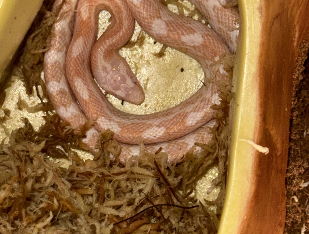 Snakes Baby corn snake