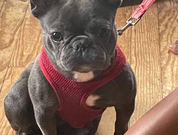 French Bulldog French Bulldog adoption
