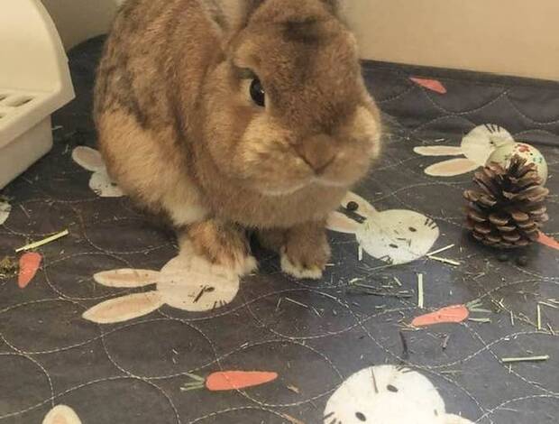 Other rodents Netherland Dwarf Bunny Rabbit