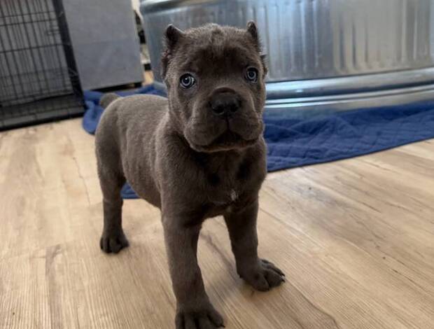 Cane Corso Rehome Cane Corso