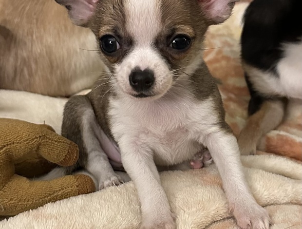 Chihuahua Adorable purebred Chihuahua Puppies