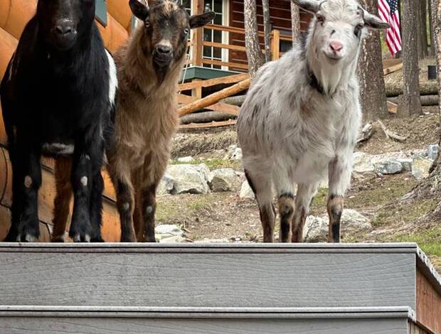 Sheep & Goats Rehoming Nigerian Dwarf Goats