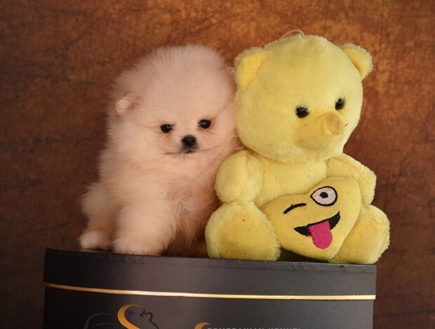 Pomeranian Pomeranian Boo Puppies