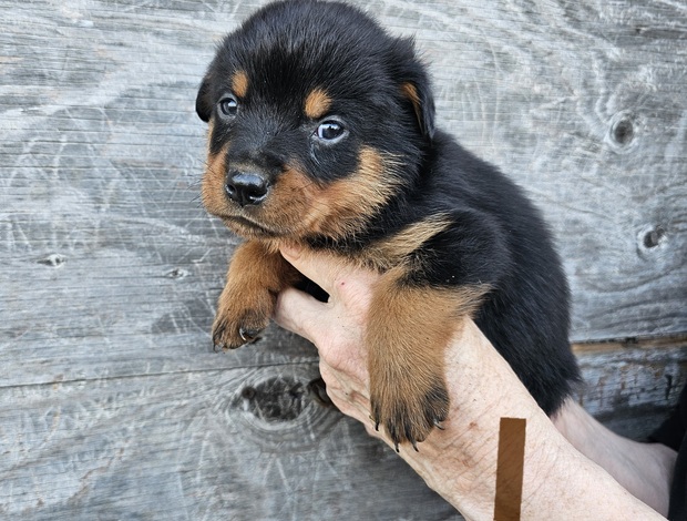 Rottweiler Rottweiler Pups