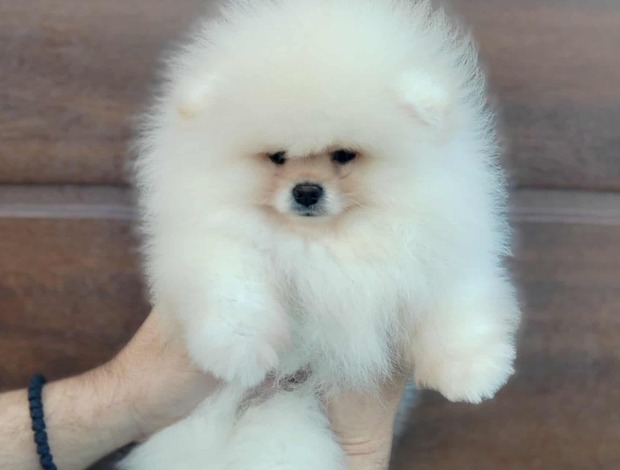 Pomeranian Pomeranian Spitz puppies