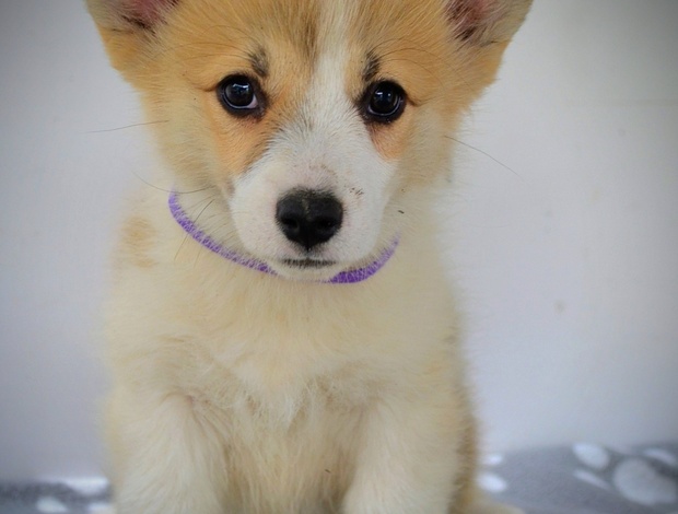 Welsh Corgi, Pembroke Welsh Corgi Pembroke puppies