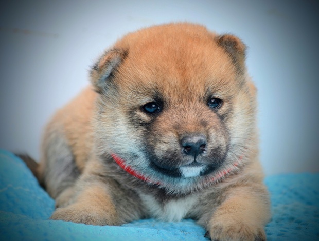 Shiba Inu Shiba Inu puppies