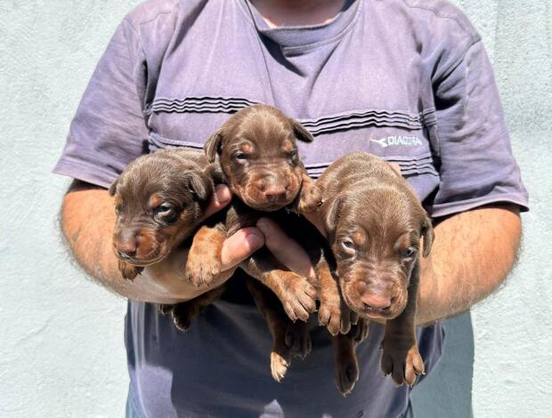 Doberman Pinscher Doberman puppies for sale