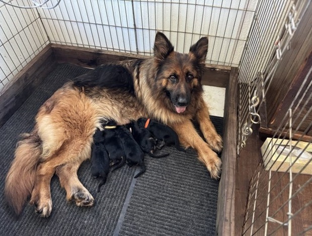 German Shepherd Dog Meet Peppa’s Premium Pups – Ready for Their Forever Homes!
