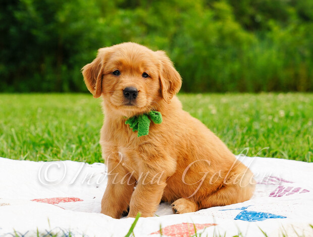 Golden Retriever Golden Retriever Breeders Indiana: Trusted Experts in Puppy Care