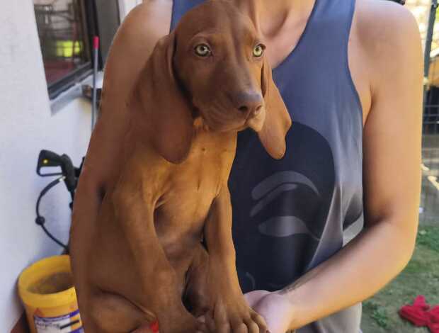 Vizsla Hungarian Shorthaired Vizsla – Puppies