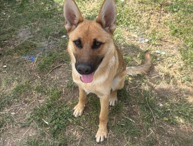 German Shepherd Dog Male german shepherd needs home