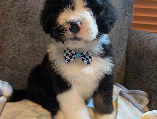 Bernese Mountain Dog Bernedoodles - F1