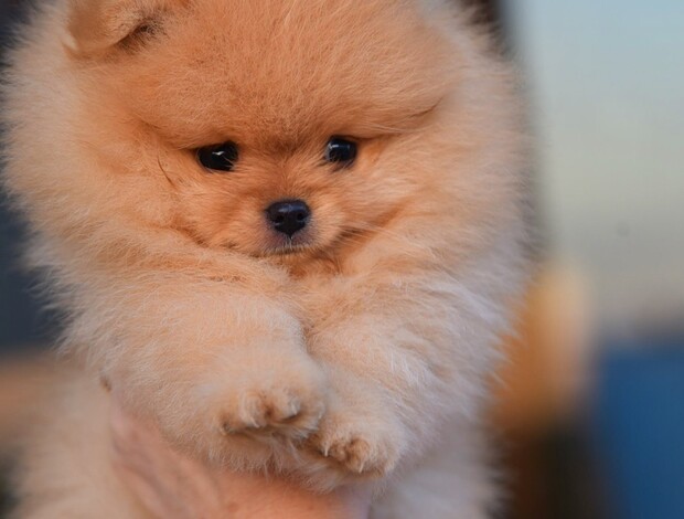 Pomeranian Pomeranian Spitz puppies