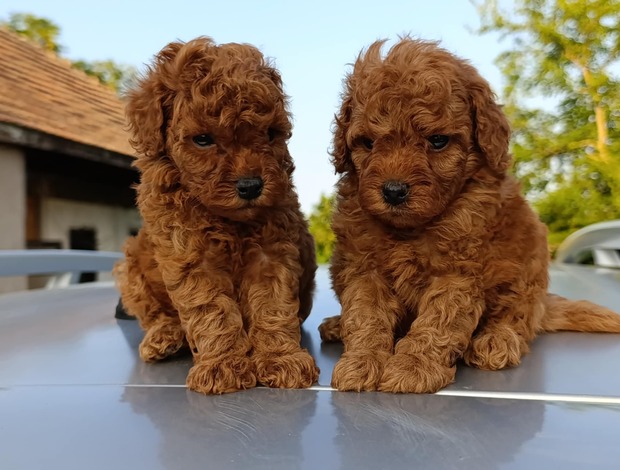 Poodle Toy Red Poodle – Beautiful Puppies for Sale