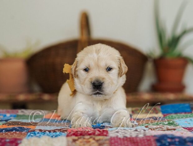 Golden Retriever English Golden Retriever: Raised with Care at Indiana Goldens