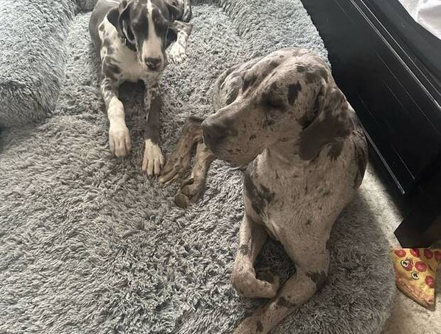 Great Dane two beautiful young Great Danes rehoming