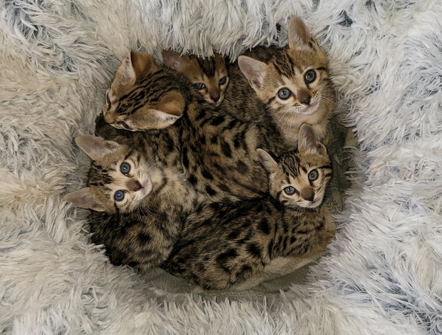 Bengal Bengal Kittens For Sale