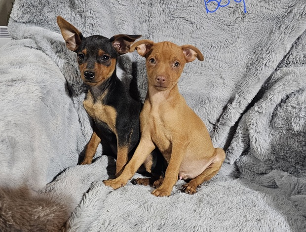 Miniature Pinscher Min Pin and Chipin Puppies!!