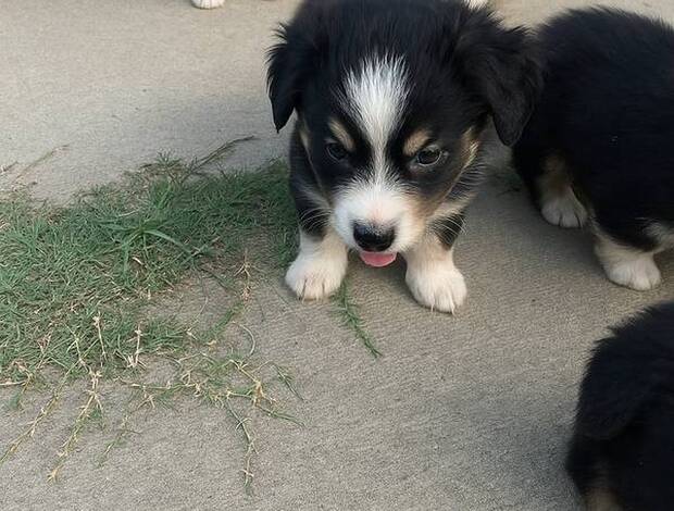 Australian Shepherd Australian Shepherd puppies ready for loving homes