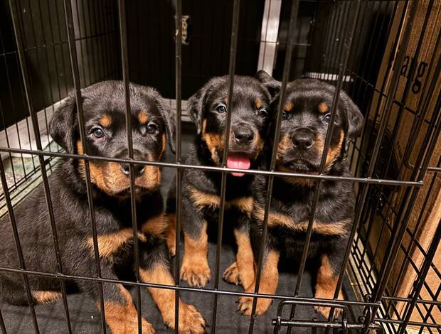 Rottweiler Purebred German Rottweiler Puppies