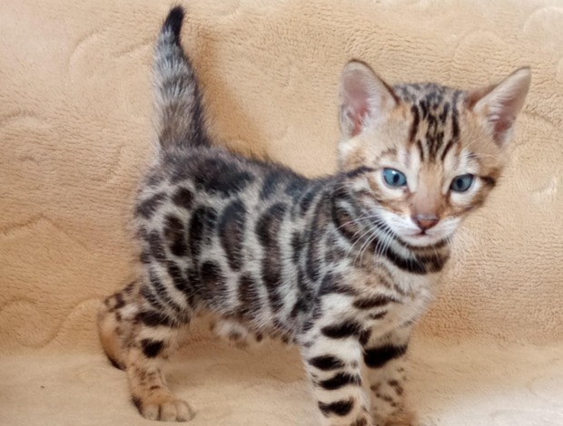 Bengal Bengal Kittens