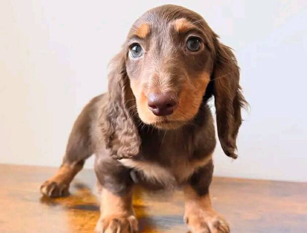 Dachshund Miniature dachshund puppy