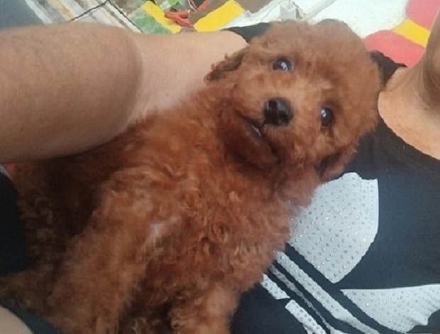 Poodle Red TOY PUDLE, beautiful puppies