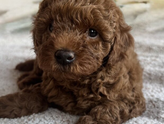 Poodle Red Poodle – Puppies for Sale
