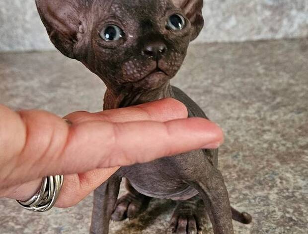 Sphynx Purebred Elf Sphynx kittens