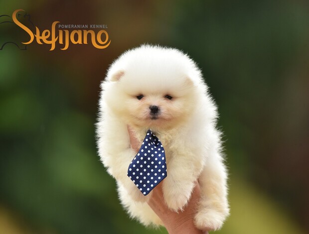 Pomeranian Pomeranian Spitz puppies