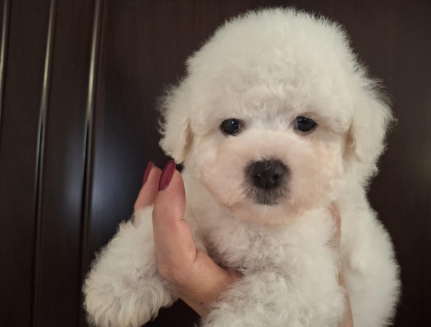 Bichon Frise Bichon Frise puppies for sale