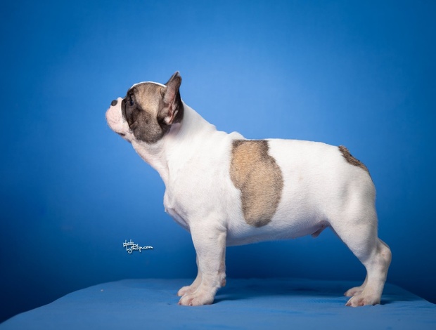 French Bulldog French Bulldog puppies