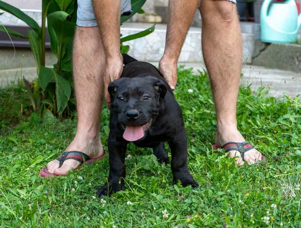 Boerboel South African Mastiff – Boerboel Puppies