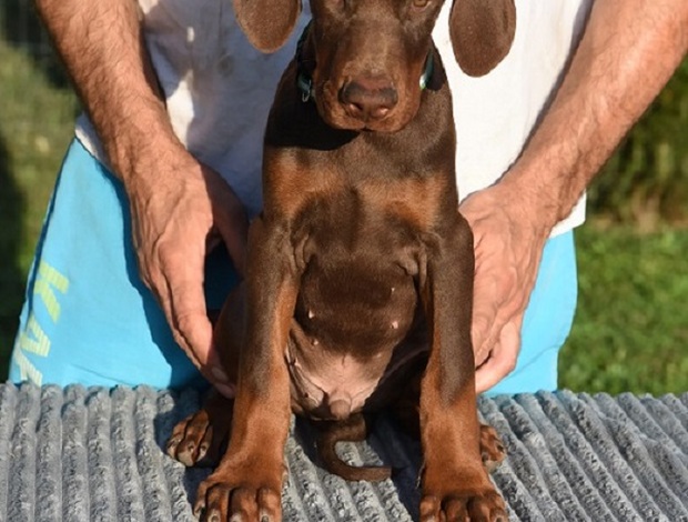 Doberman Pinscher Doberman