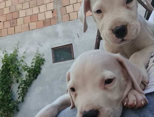 Dogo Argentino Dogo Argentino – Beautiful Puppies