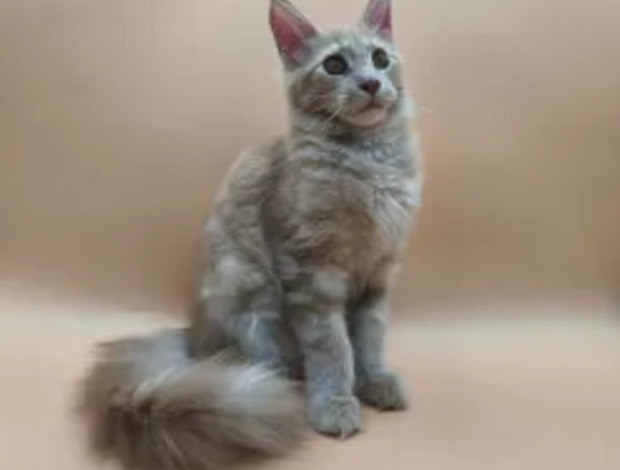 Maine Coon Maine Coon Kittens for Adoption: Quality Breeding for Perfect Family