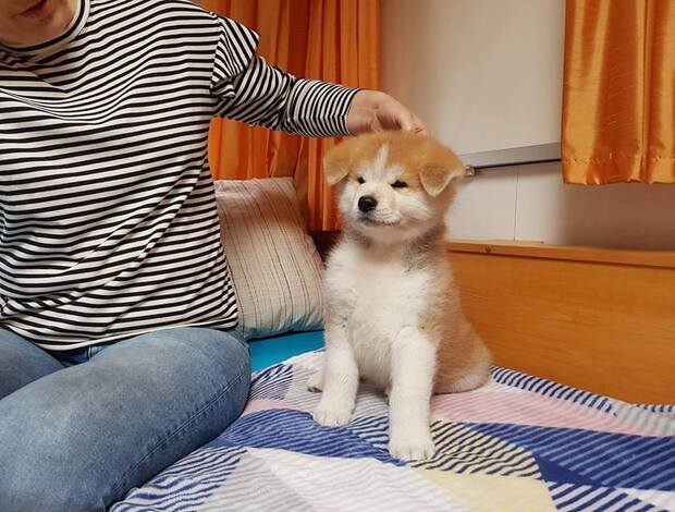 Akita Inu CKC Reg Pubred Akita Inu Puppies