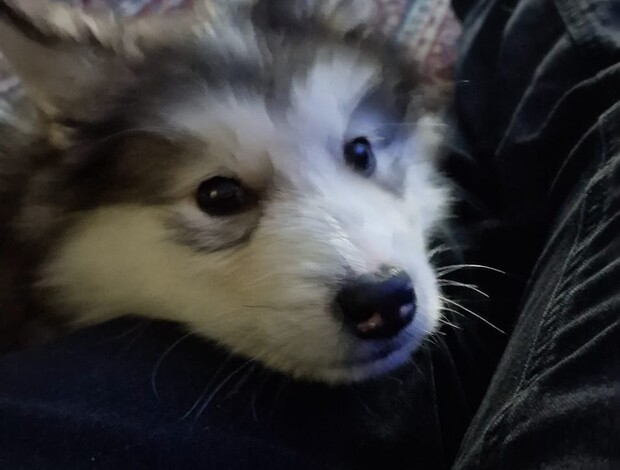 Alaskan Malamute CKC Purebred Alaskan Malamute Puppies