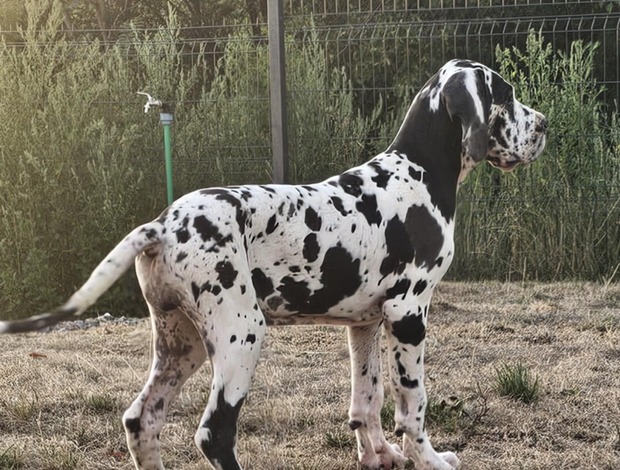 Great Dane Great Dane – Beautiful Puppies