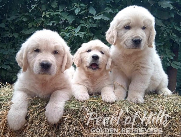 Golden Retriever Golden Retriever – Beautiful Puppies