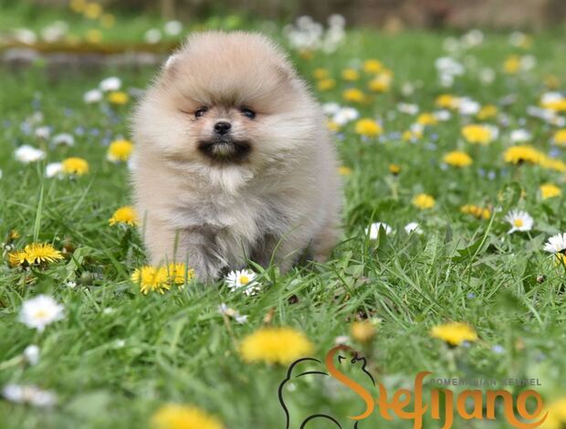 Pomeranian Pomeranian Spitz puppies