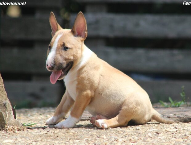 Bull Terrier (Miniature) Miniature Bull Terrier puppies