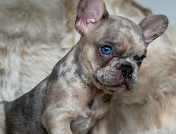French Bulldog French Bulldog